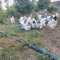 فروش تخم مرغ نطفه دار برهما امپراطور|حیوانات مزرعه|تنکابن, |دیوار