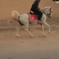 نریون کرد|اسب و تجهیزات اسب‌سواری|یزد, |دیوار