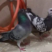 پلاکی اصل|پرنده|تهران, خانی آباد نو جنوبی|دیوار