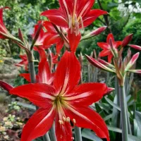 گل اماریلیس