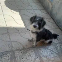 واگذاری سگ نر