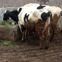 گاو شیری گوساله