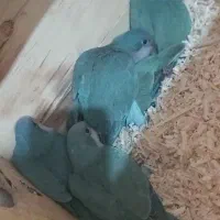 جوجه راهب های جذاب