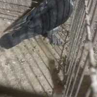 کبوتر و عروس