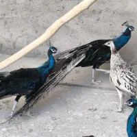 طاووس مصری هندی ابلغ و ویولت|پرنده|سیرجان, |دیوار