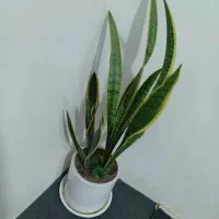 گل فروشی|گل و گیاه طبیعی|پیر سلیمان, |دیوار