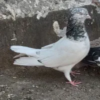 کله سبز کلایی
