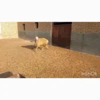 قوچ مغانی از اردبیل اوردم  فروشی هست