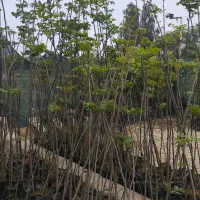 نهال گردو گرمسیری