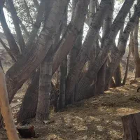 قلمه|گل و گیاه طبیعی|ارشق, |دیوار