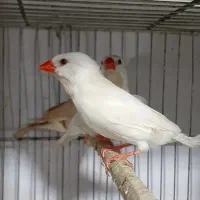 فنچ کرواتی فنچ ستاره ای فنچ بنگالی فنچ گلدین  زبرا|پرنده|کرج, ساسانی (قلمستان)|دیوار