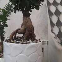 گل آپارتمانی بنسای جینسینگ بادوام  لطفا ورق بزن