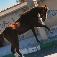 مادیون ابستن دره شور مدرک دار