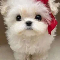 فوضول های رنگارنگ رسید|سگ|شیراز, شهرک گلستان|دیوار