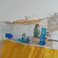 یه جفت طوطی برزیلی|پرنده|خمینیشهر, |دیوار