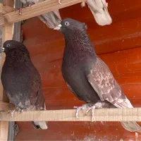 کبوتر زاغ دم سفید و سرخ