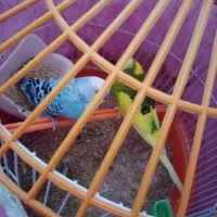 مرغ عشق دستی|پرنده|گرگان, |دیوار