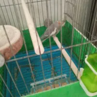 عروس هلندی ماده|پرنده|پاکدشت, پاکدشت (مامازند)|دیوار