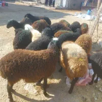 بره نر سبک سنگین وزن ۳۰ تا ۳۵ کیلو