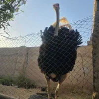 شترمرغ مولد نر ۴سال تخمی وگوشتی|حیوانات مزرعه|کرمان, |دیوار