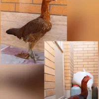 جوجه خروس ومرغ لاری