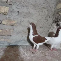 کبوتر خوشرنگ سرخ