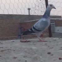 سلام حیونا فروشین|پرنده|گنبد کاووس, |دیوار