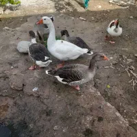 ۵عددغاز تخم گذار ۱عددنر