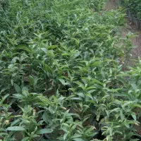 شب بو آلوورا پالم