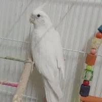 عروس هلندی  نر بالغ