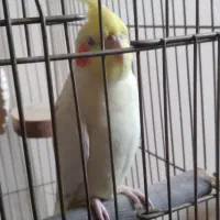 عروس‌ هلندی‌ نره‌ ۹ماهه
