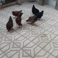 پنج مرغ و یک خروس به فروش می رسد
