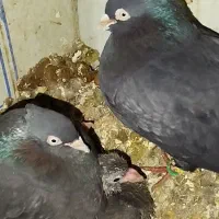 کبوتر زاغ بهبهونی