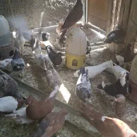 کبوتر