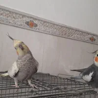 دو عدد عروس هلندی نر و ماده