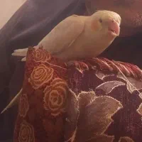 عروس هلندی گمشد هرکی پیداکرد جایز داره ۱۰۰۰ملیون