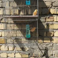 تعدادی قناری نرمست ودهن زن|پرنده|شیراز, شهرک صادقیه|دیوار