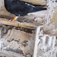 اشعل نر پا بلند درشت واکسی