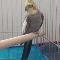 عروس هلندی سخنگو