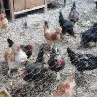 مرغ و خروس