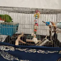 یه جفت طوطی برزیلی