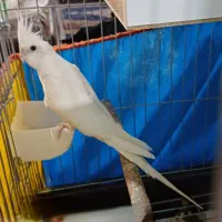 عروس هلندی آلبینو ماده