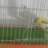 قناری ماده قیمت مناسب