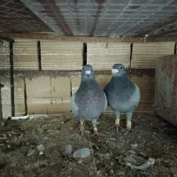 فرش طرح کفتر