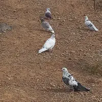 کبوتر محلی همه رنگ ۴۰ عدد چاغ چله