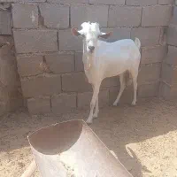 پازن سومال