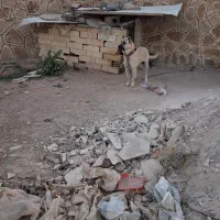سگ سرابی|سگ|زنجان, |دیوار
