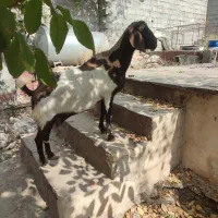 یک راس بز فروشی