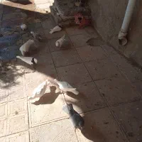 دوازده تا کبوتر پرشی|پرنده|سبزوار, قصبه شرقی|دیوار