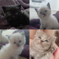 ۴ بچه گربه نژاد هیمالین و بریتیش فروشی دو ماهه